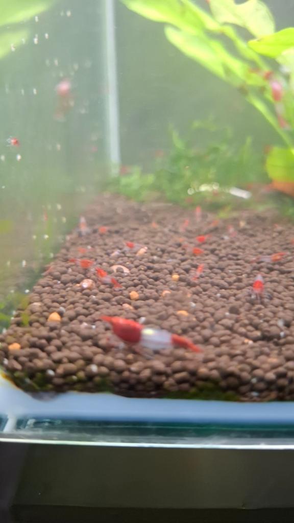 High grade garnalen red rili, Kreeft, Krab of Garnaal