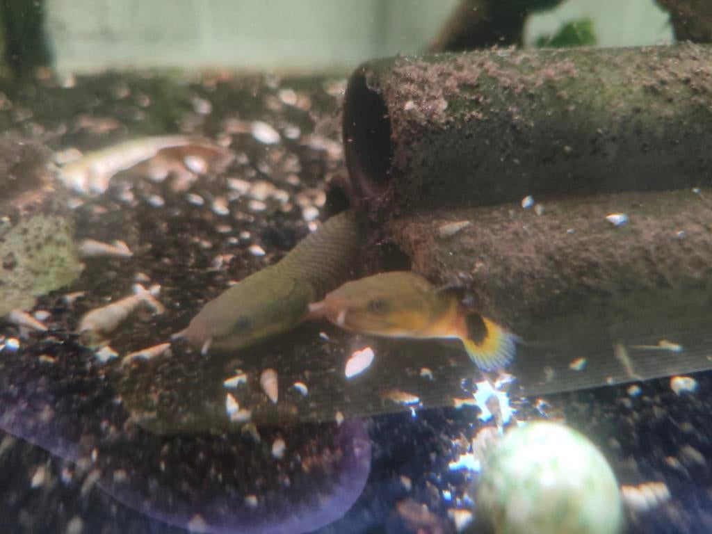 Wimpelaal per stuk 13.50 euro, Dieren en Toebehoren, Vissen | Aquariumvissen, Vis, Zoetwatervis