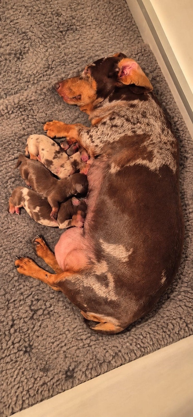 dwergteckel pups, CDV (hondenziekte), 8 tot 15 weken, Korthaar, Dwerg
