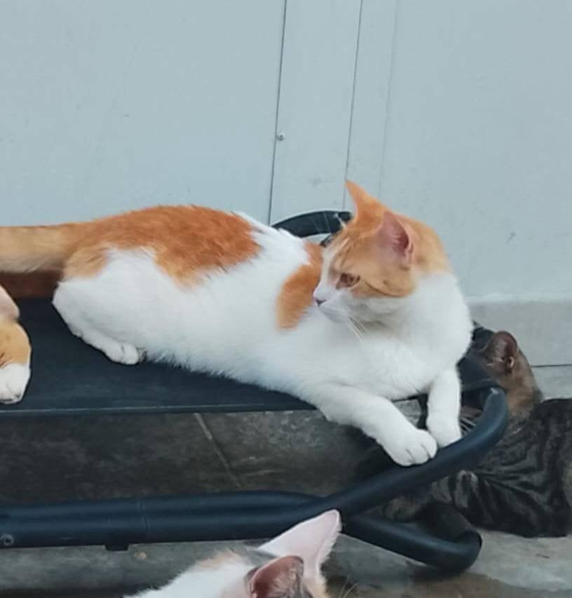 Jarela, Alcaraz, 31-07-2022 gered uit het asiel, Kater, Kortharig, 3 tot 5 jaar