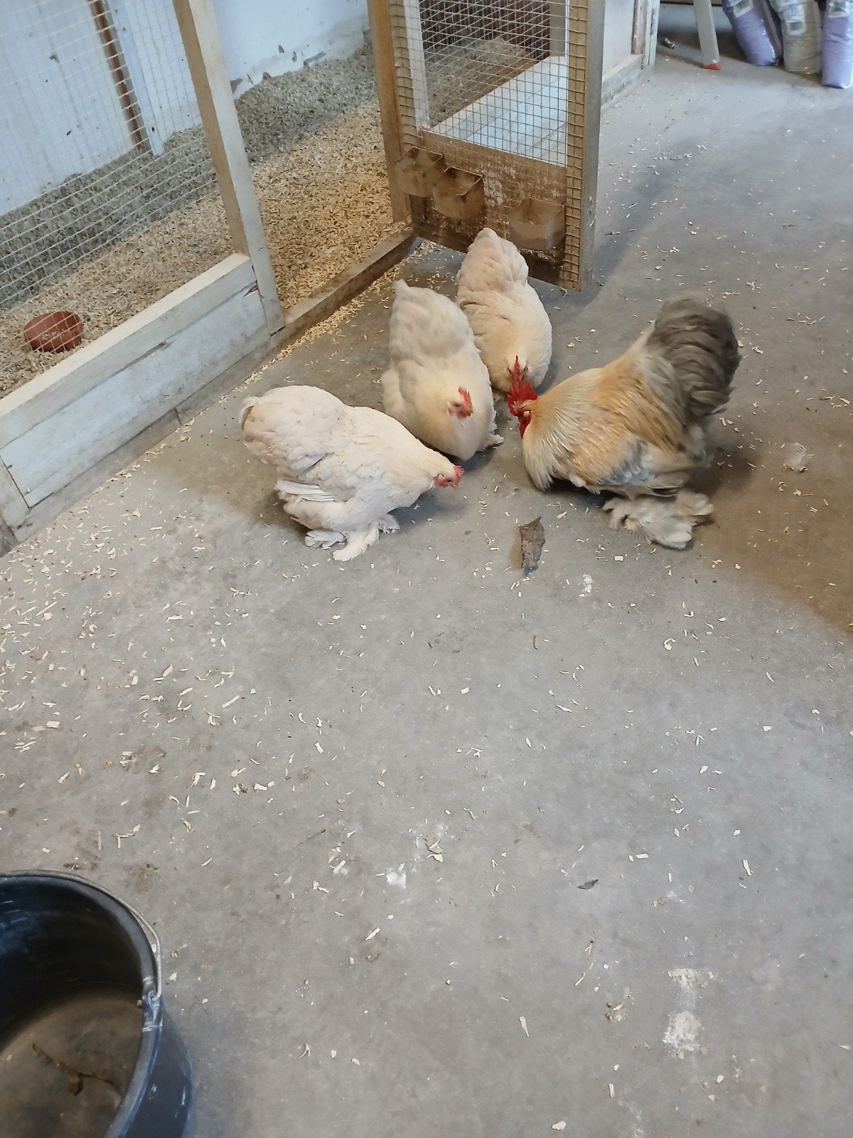De ouderdieren van de isabelkleurige cochins, Dieren en Toebehoren, Meerdere dieren, Kip