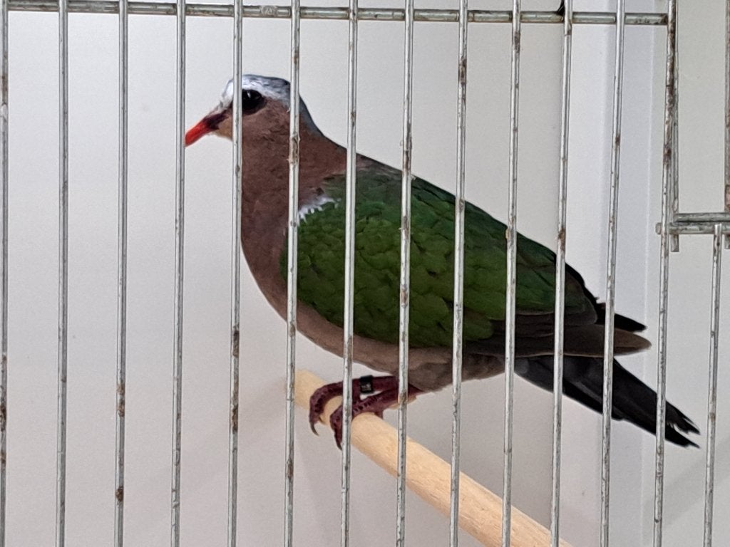 Schitterend koppel Groenvleugelduiven, Dieren en Toebehoren, Meerdere dieren, Tropenvogel, Geringd