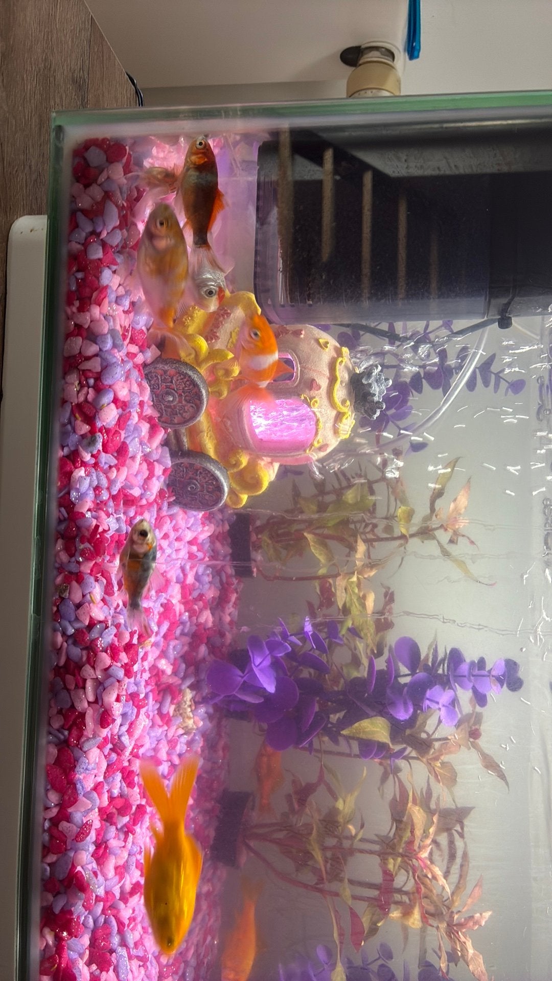12 vissen (koud water), Dieren en Toebehoren, Vissen | Aquaria en Toebehoren, Ophalen, Zo goed als nieuw