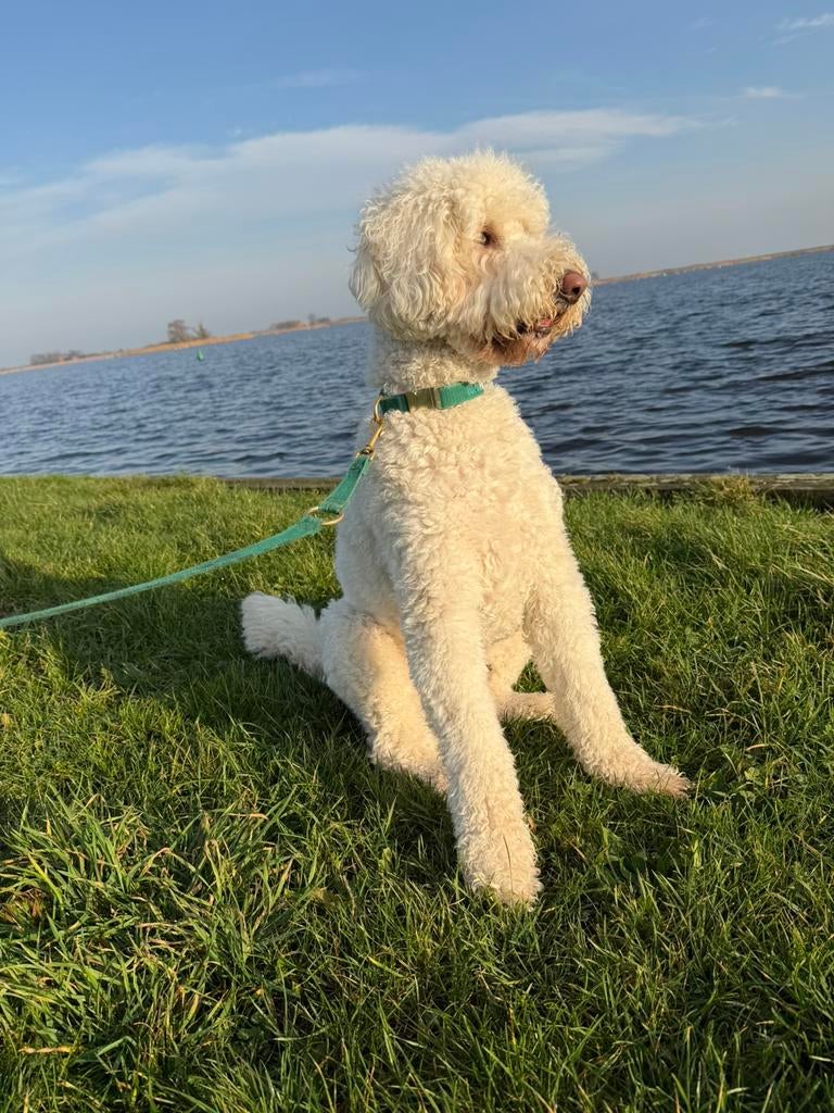 Oppas gezocht: labradoodle, Ophalen