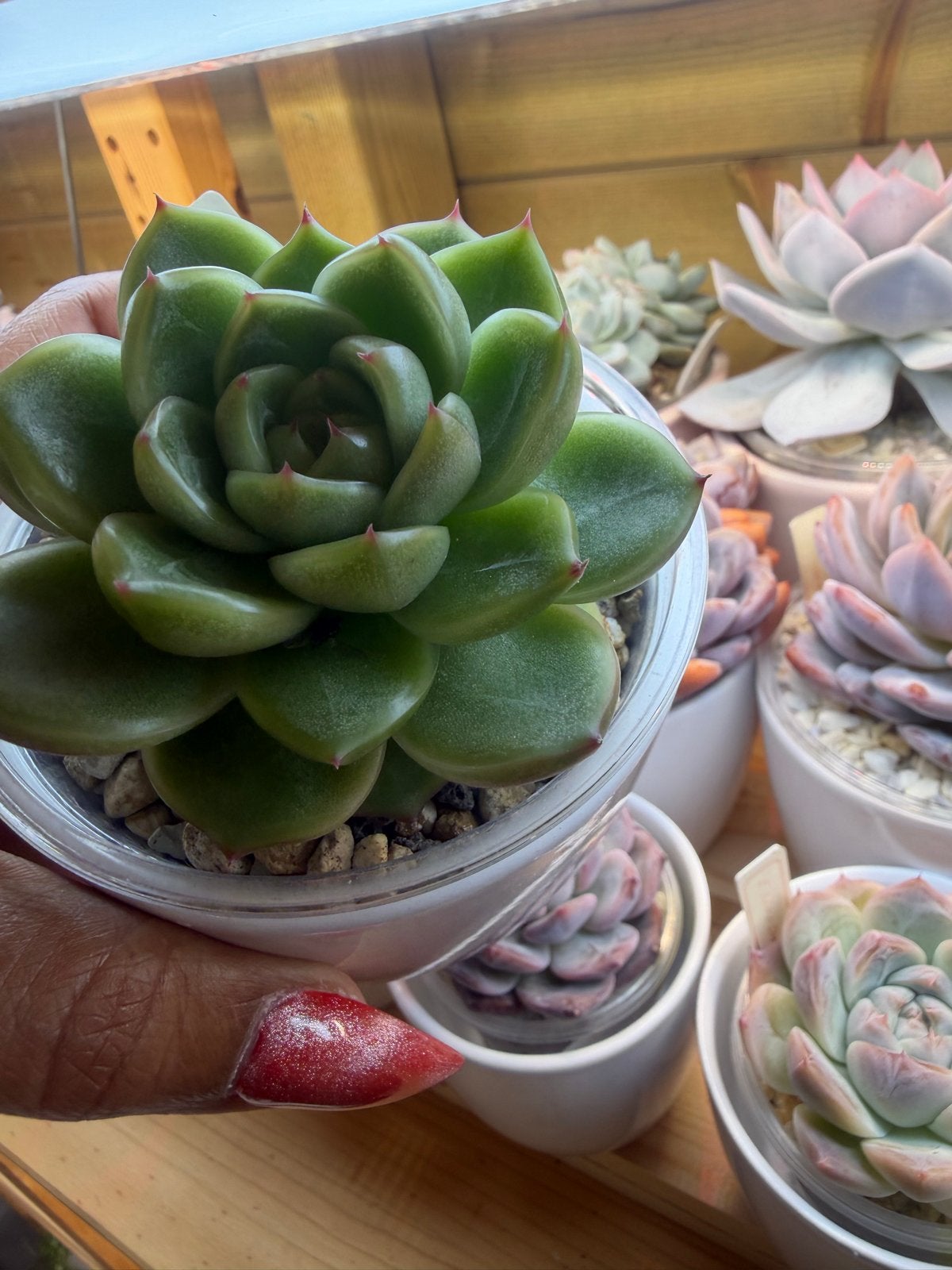Echeveria Clear Sky Jenny 11 cm - Prachtige Vetplant, Overige soorten, Volle zon, Vaste plant, Verzenden