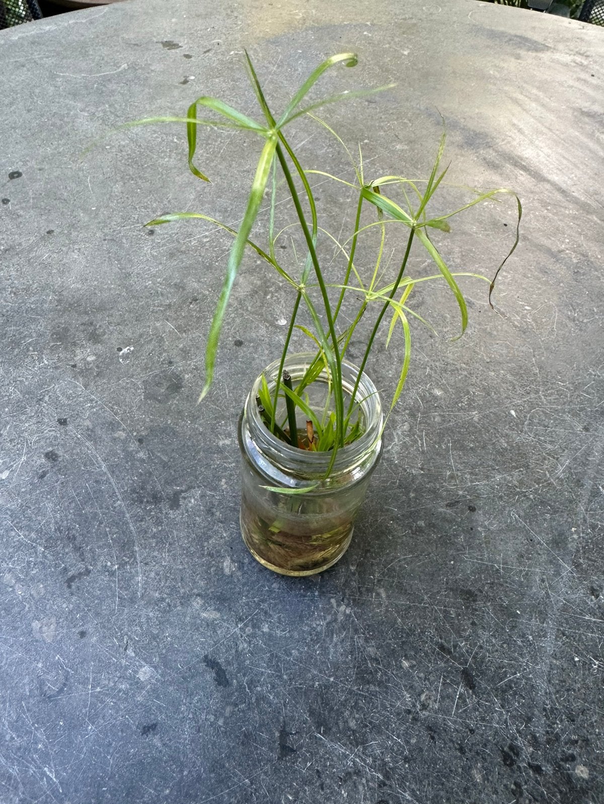 Stekjes PARAPLUPLANT/PAPYRUS PLANT / CYPERUS ALTERNIFOLIUS, Overige soorten, Minder dan 100 cm, Groene kamerplant, Halfschaduw