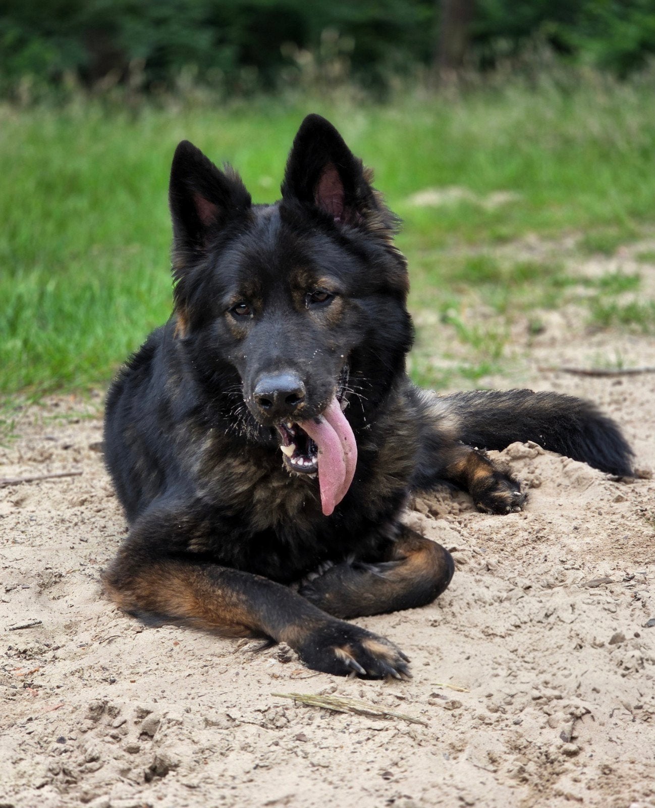 Oudduitse herder teef, Dieren en Toebehoren, Honden | Herdershonden en Veedrijvers, Teef, Herder, Particulier, Eén hond, Nederland