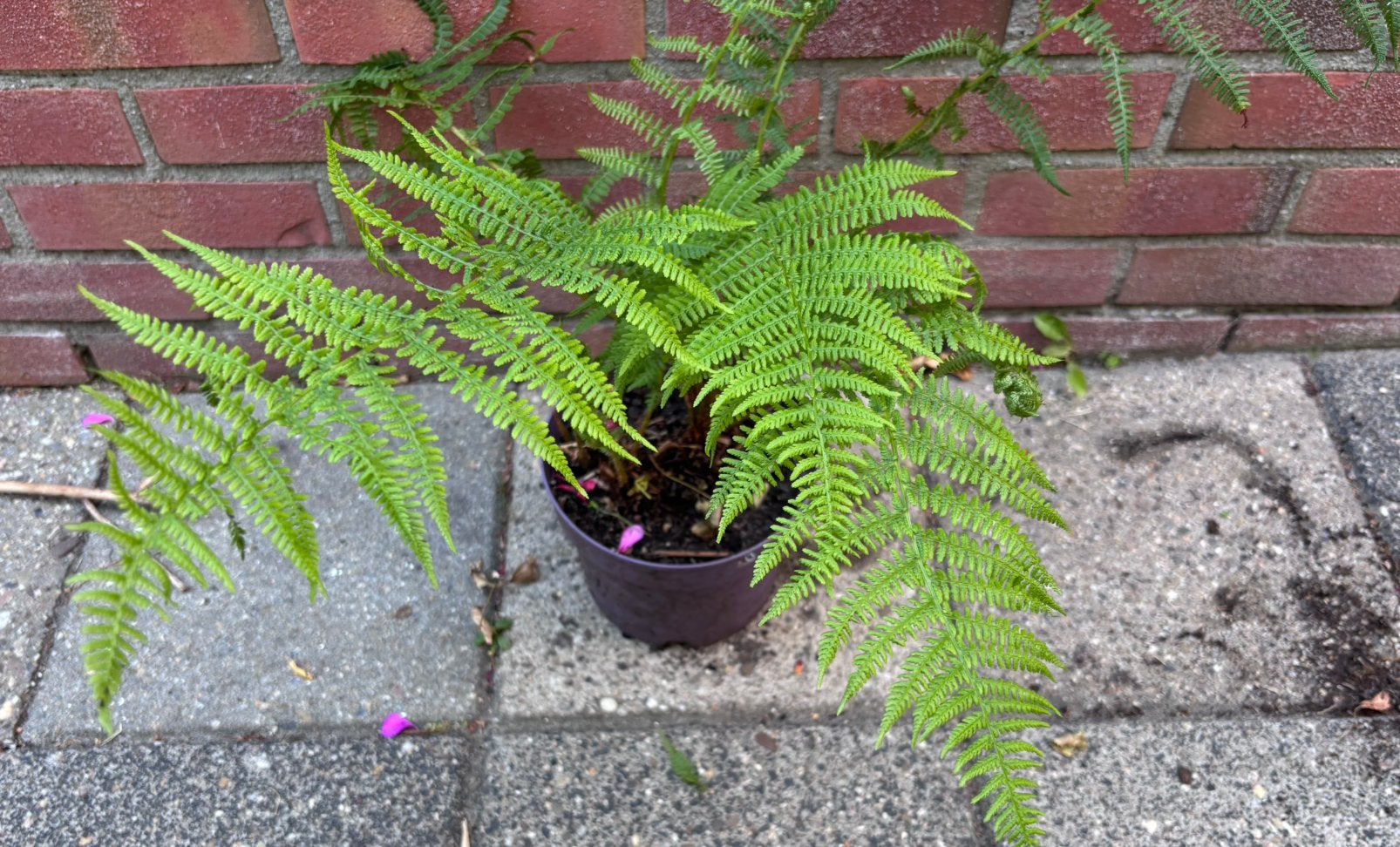 Varen, Varens, Athyrium Filix Femina, Vrouwtjes Varen, Tuin en Terras, Planten | Tuinplanten, Vaste plant, Varens, Ophalen of Verzenden