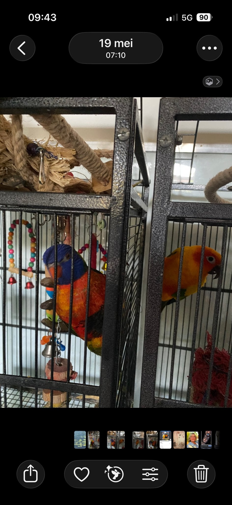 Te koop tamme lori van de blauwe bergen en een zonparkiet, Dieren en Toebehoren, Vogels | Parkieten en Papegaaien, Mannelijk, Papegaai