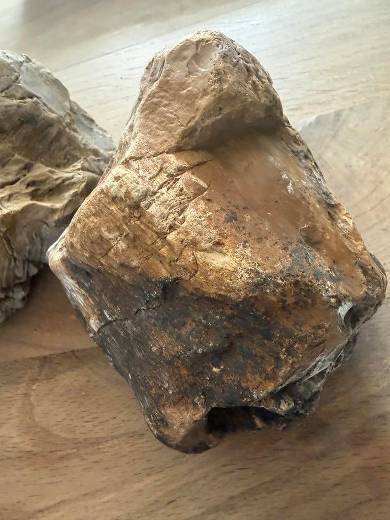 2 stukken versteend hout, Ophalen of Verzenden, Overige typen