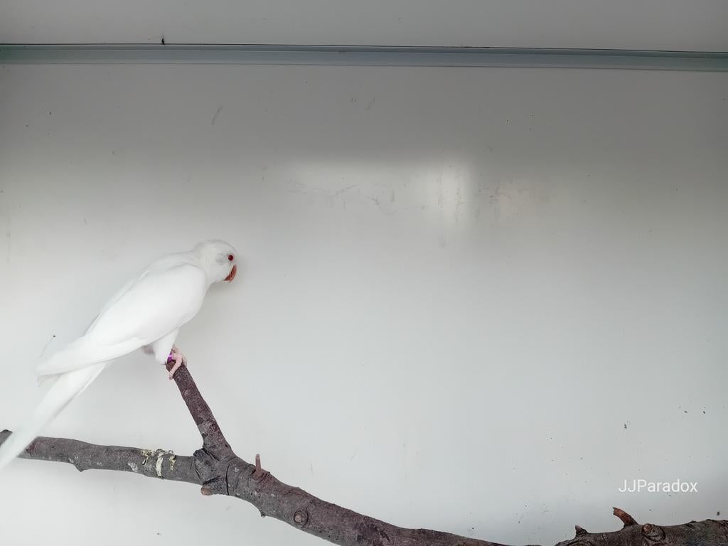 Albino muisparkiet pop., Dieren en Toebehoren, Vrouwelijk, Parkiet