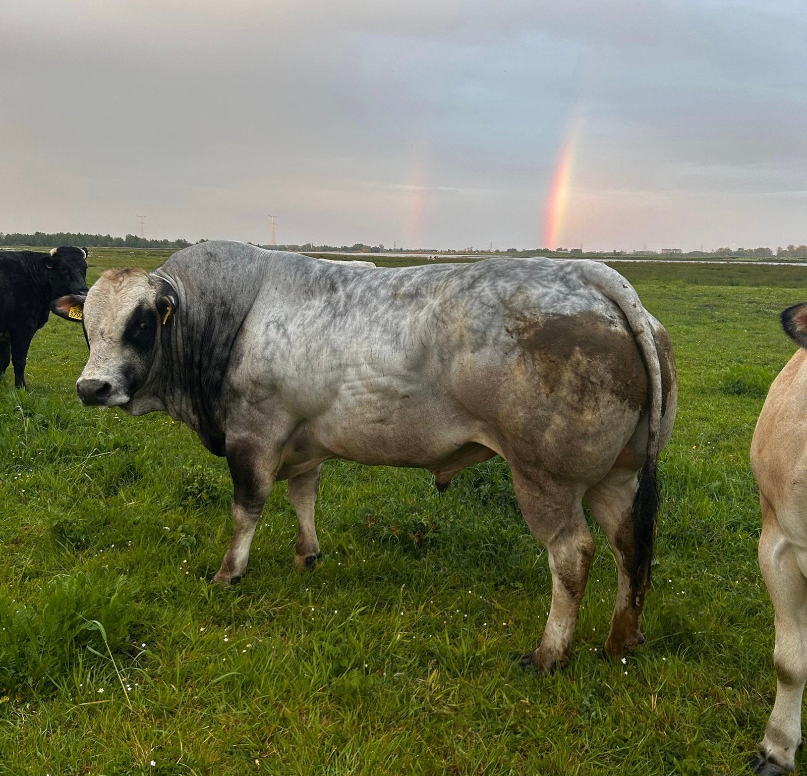 Pimo dekstier, Meerdere dieren, 0 tot 2 jaar
