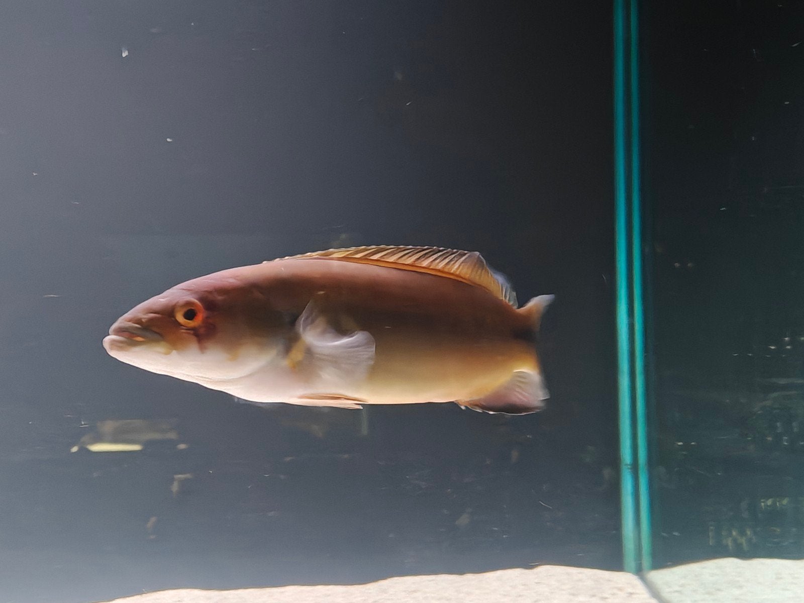 crenicichla (red atabo), Dieren en Toebehoren, Vis, Zoetwatervis