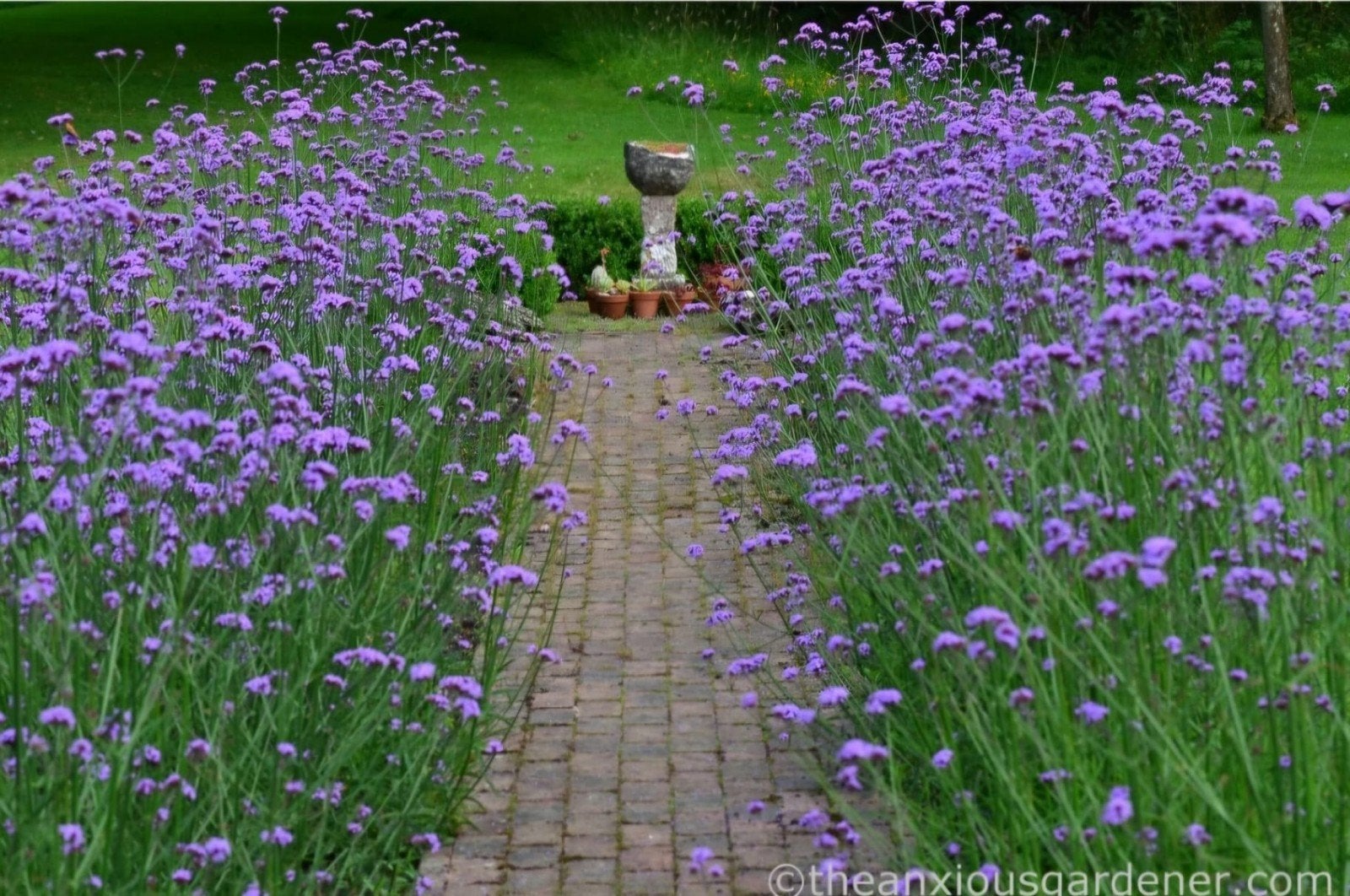 Verbena bon, Tuin en Terras, Planten | Tuinplanten, Ophalen, Overige soorten, Volle zon
