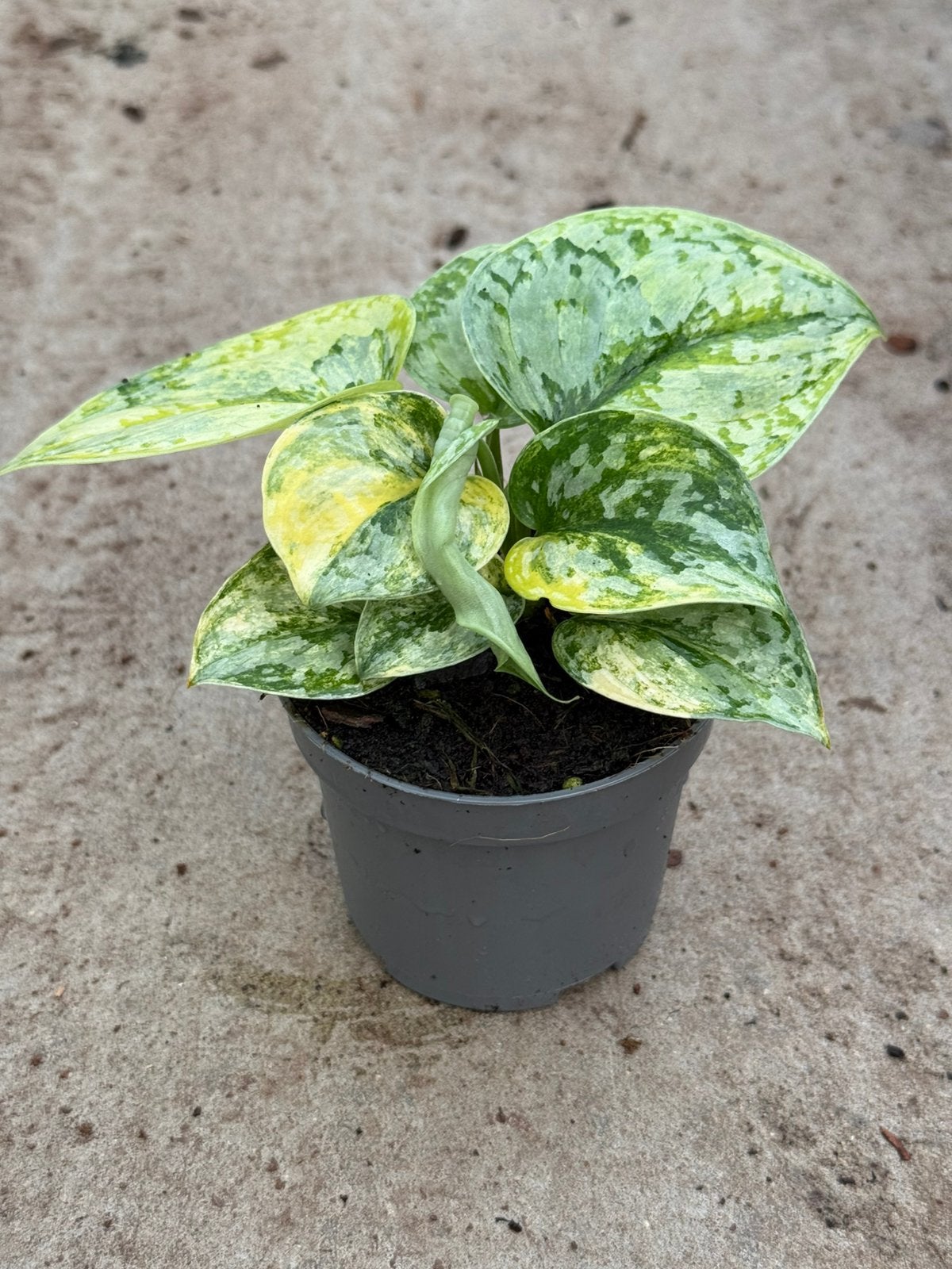 Scindapsus Geulis Variegated, Ophalen of Verzenden, Overige soorten, Volle zon