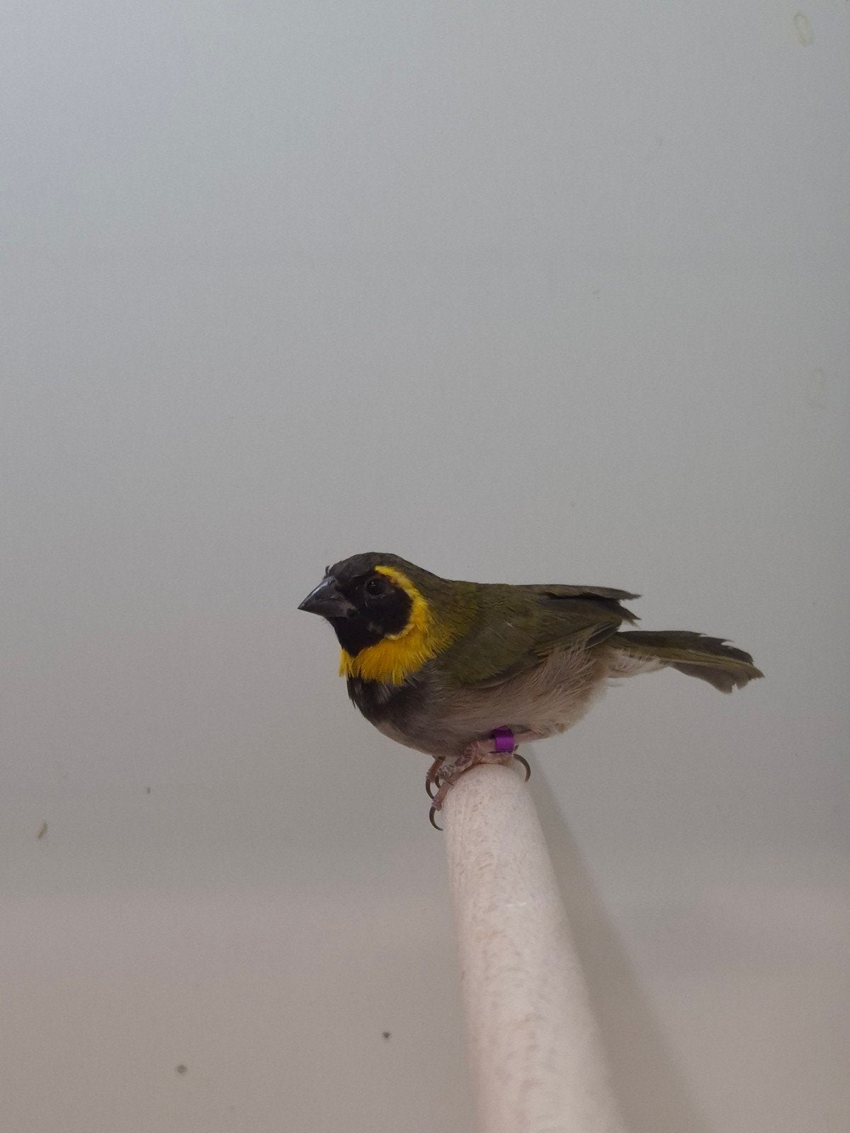 4-4 Kleine cubavinken, Meerdere dieren, Tropenvogel, Geringd
