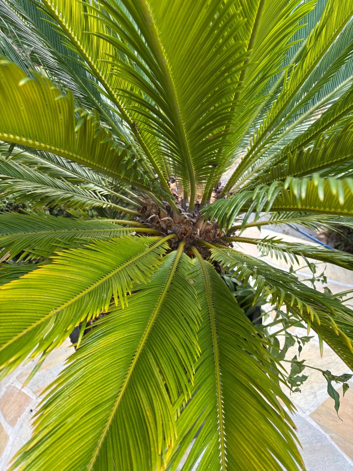 Grote Cycas Revoluta Palm (valse sagopalm), Volle zon, Vaste plant, Bloeit niet, Ophalen