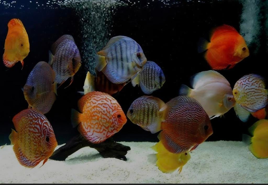 Discus vissen 10 cm tot 14 cm., Vis