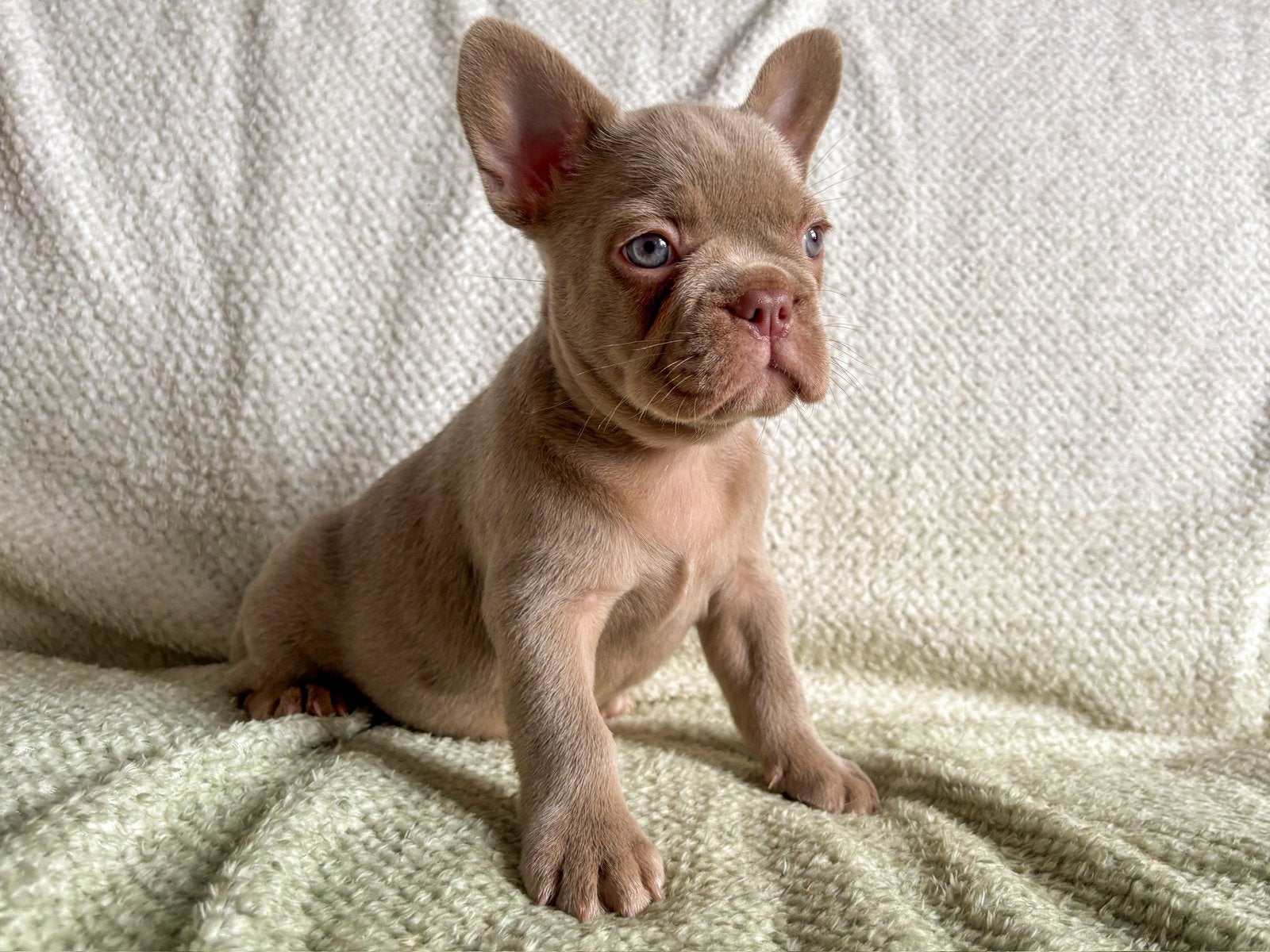 New shade franse bulldog teefje, Parvo, 8 tot 15 weken, Teef, Bulldog