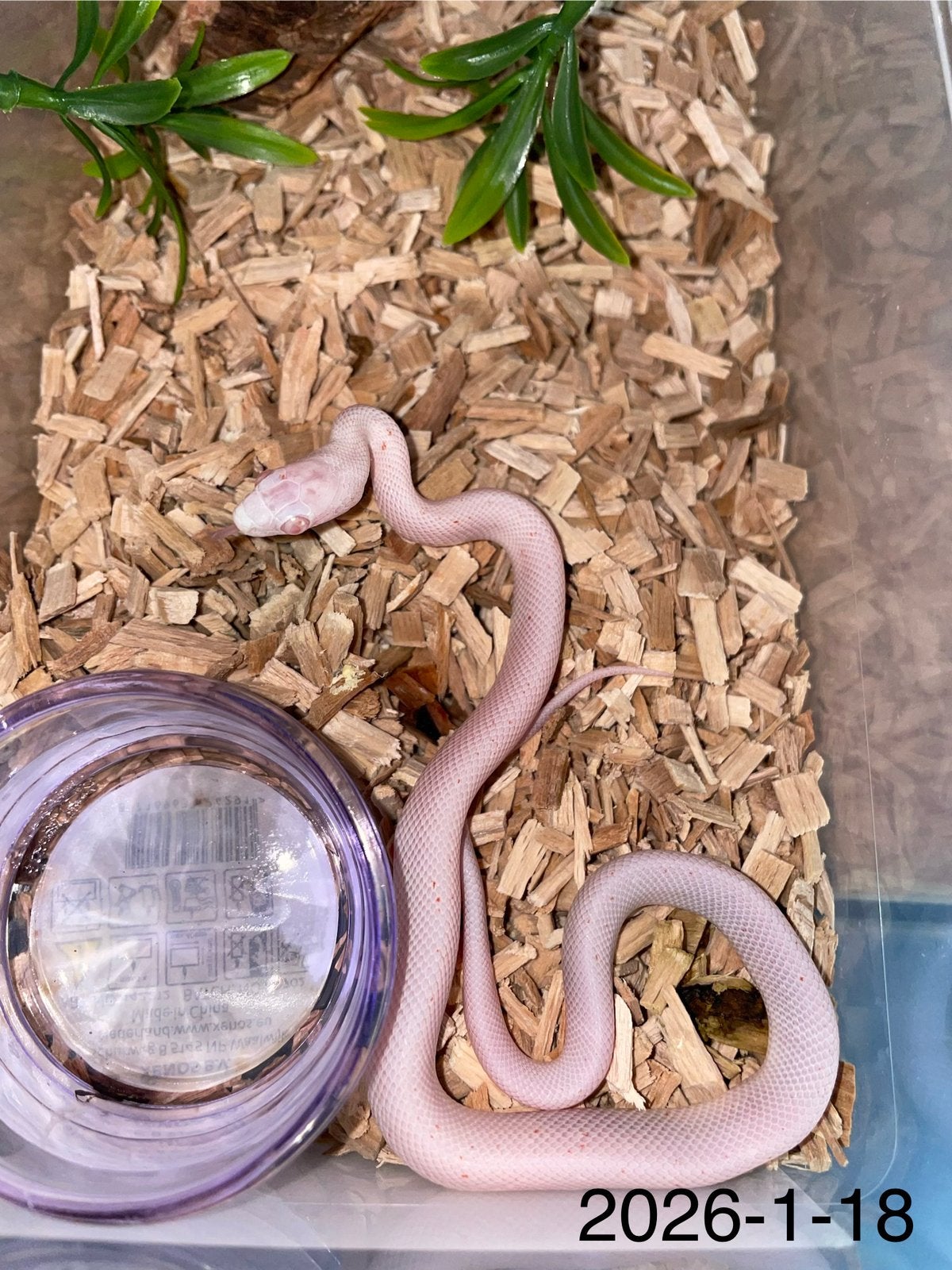 Jonge Rattenslangen div morphs Rat Snake photo 18