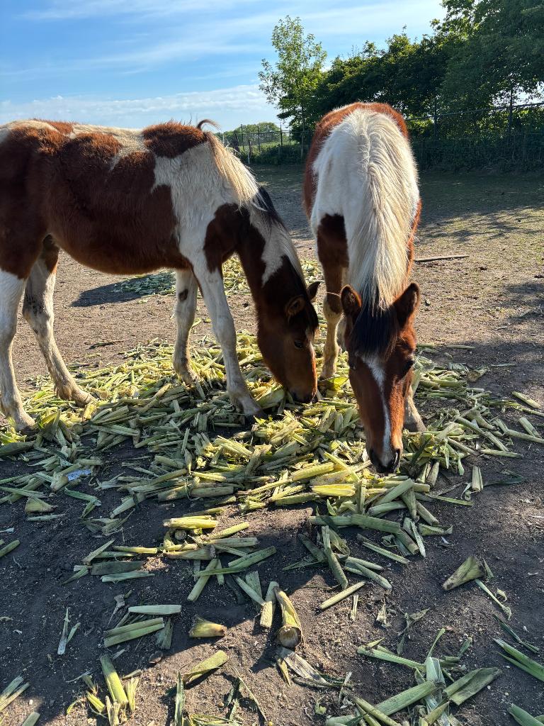 Jonge bonte paarden, Dieren en Toebehoren, Paarden, Meerdere dieren, Niet van toepassing, 0 tot 2 jaar