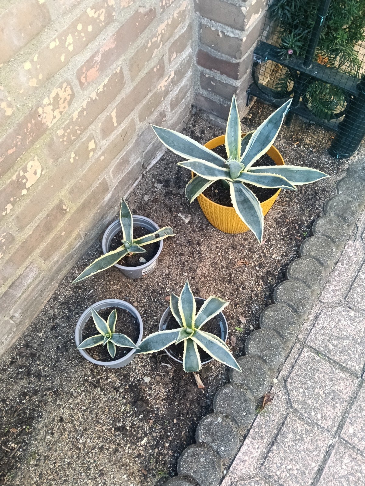 Agave planten te koop - Diverse maten beschikbaar, Volle zon, Vaste plant, Bloeit niet, Ophalen