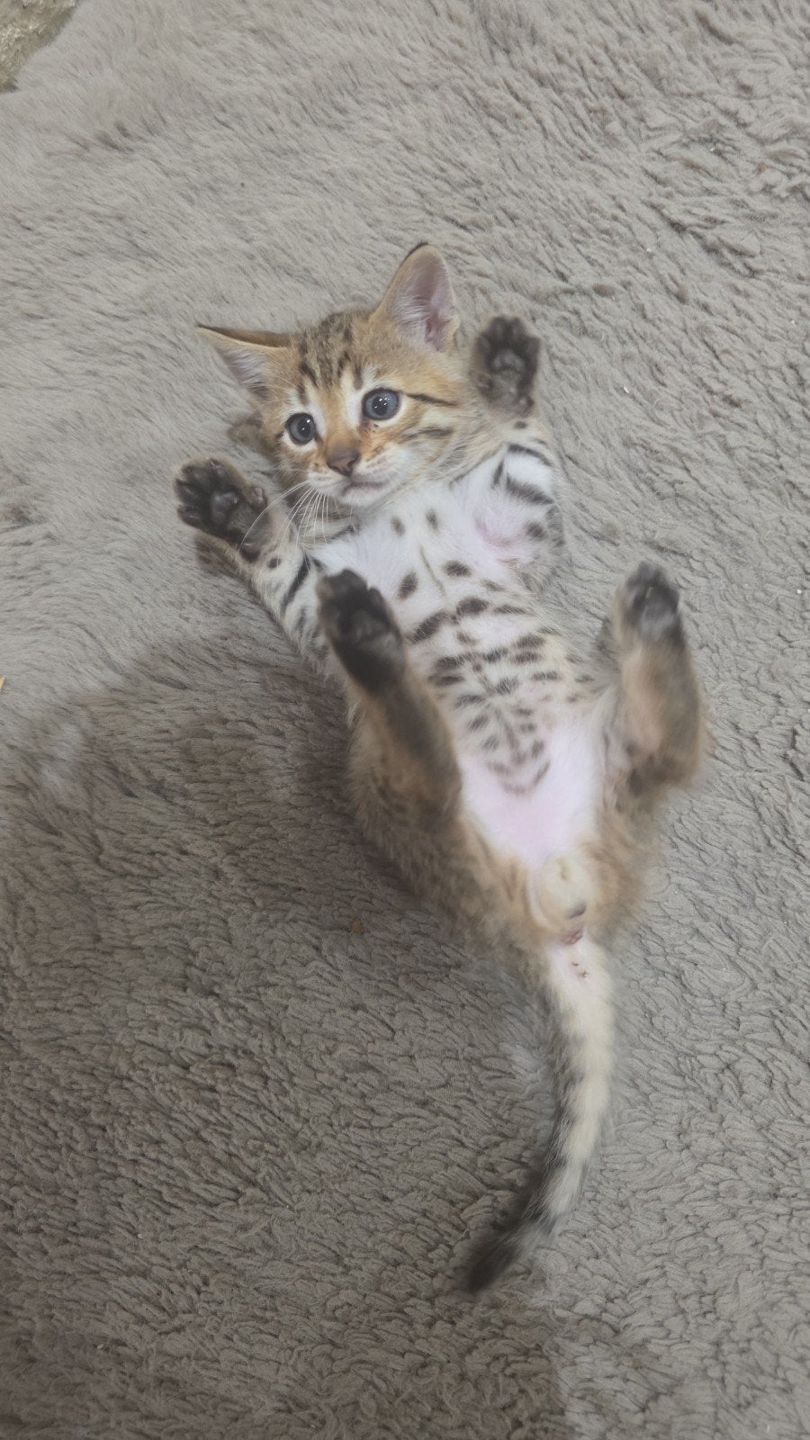 Bengaal kittens, Dieren en Toebehoren, Katten en Kittens | Raskatten | Korthaar, Meerdere dieren