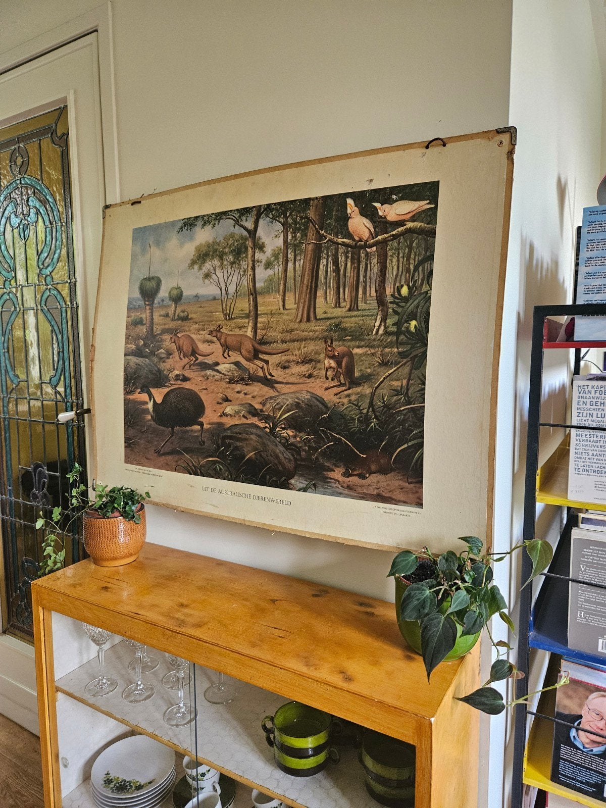 schoolplaat antiek thema Australie flora & fauna, Antiek en Kunst, Antiek | Schoolplaten, Ophalen, Natuur en Biologie