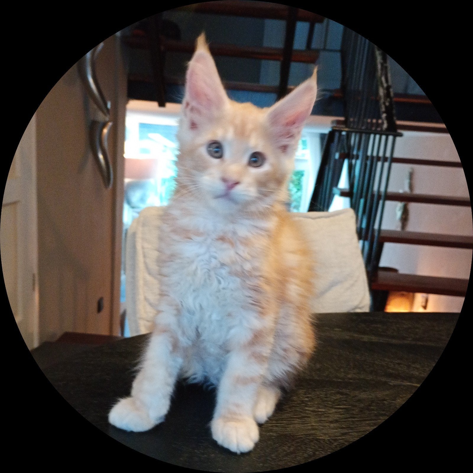 Prachtige mainecoon kittens ( laatste 2, Poes, Ingeënt