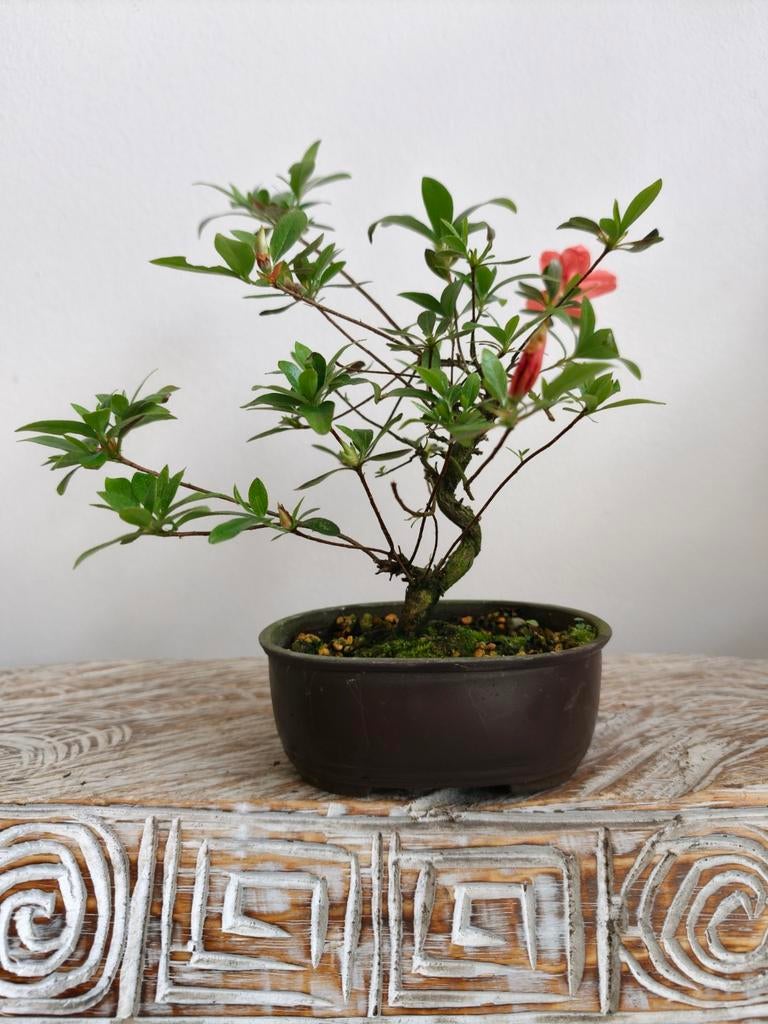 Satsuki Azalea Bonsai, Bloeit niet, Halfschaduw, Minder dan 100 cm, Overige soorten