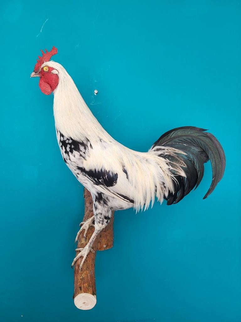Een schitterende opgezette haan om op te hangen!, Ophalen of Verzenden, Nieuw, Boerderijdier, Opgezet dier