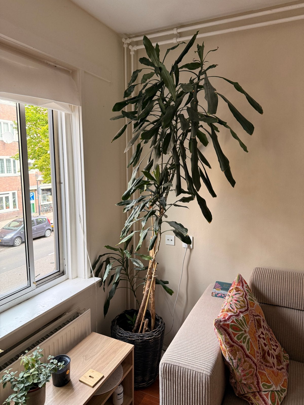 Grote kamerplant (230cm) in rieten pot, Ophalen, 200 cm of meer, Overige soorten, Halfschaduw