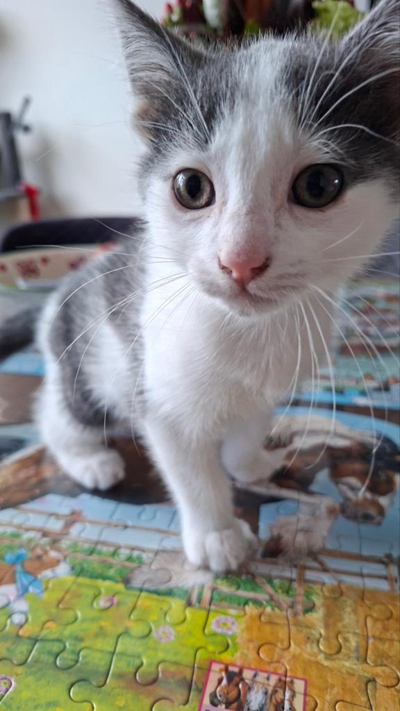 Prachtig katertje gereserveerd, Dieren en Toebehoren, Katten en Kittens | Overige Katten, Kater