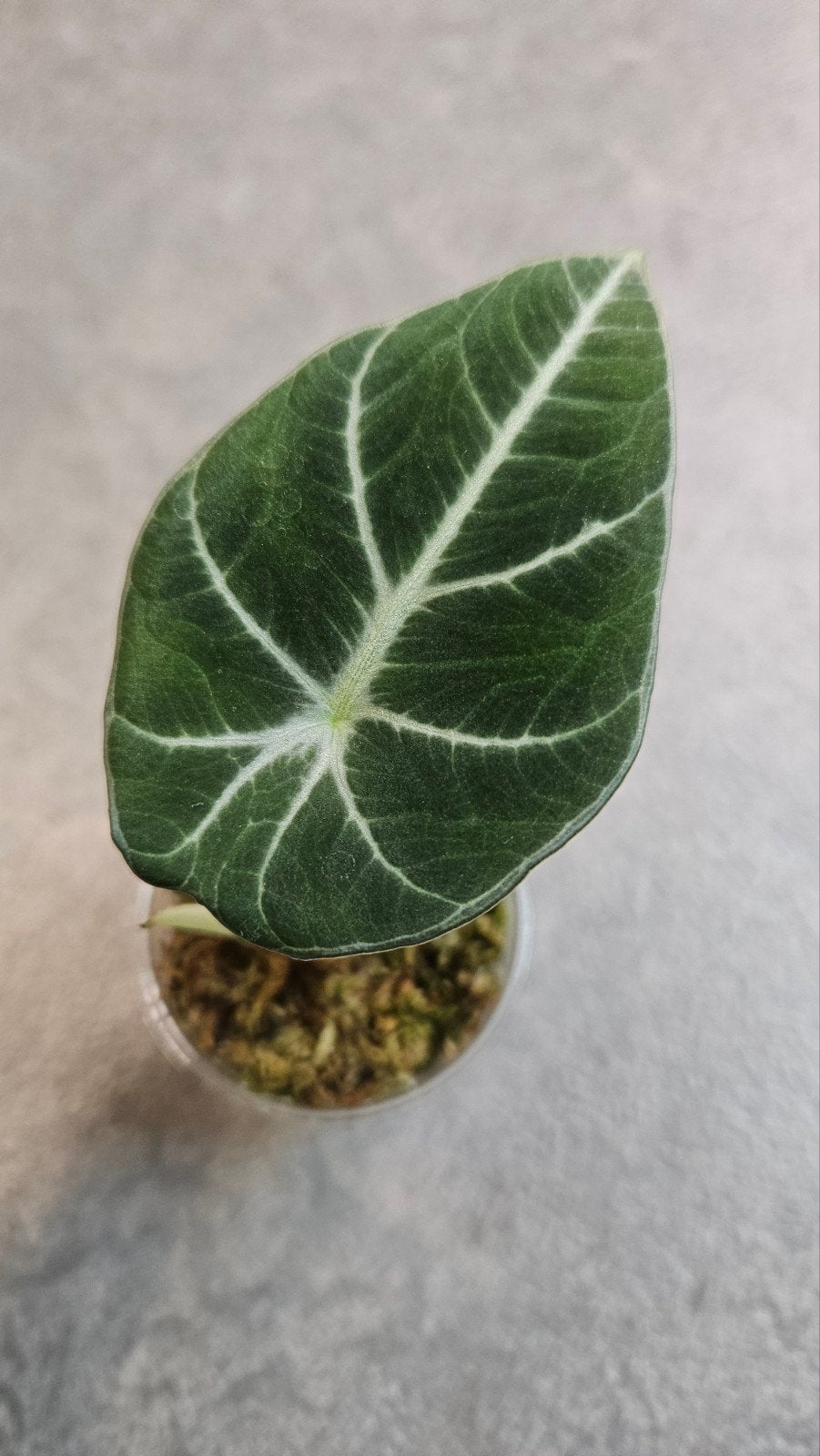 Alocasia Black Velvet, Ophalen of Verzenden, Halfschaduw, Minder dan 100 cm