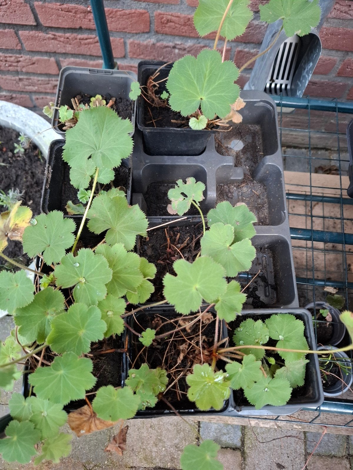 8 Vrouwenmantel plantjes - Alchemilla mollis, Ophalen, Bodembedekkers, Vaste plant, Halfschaduw
