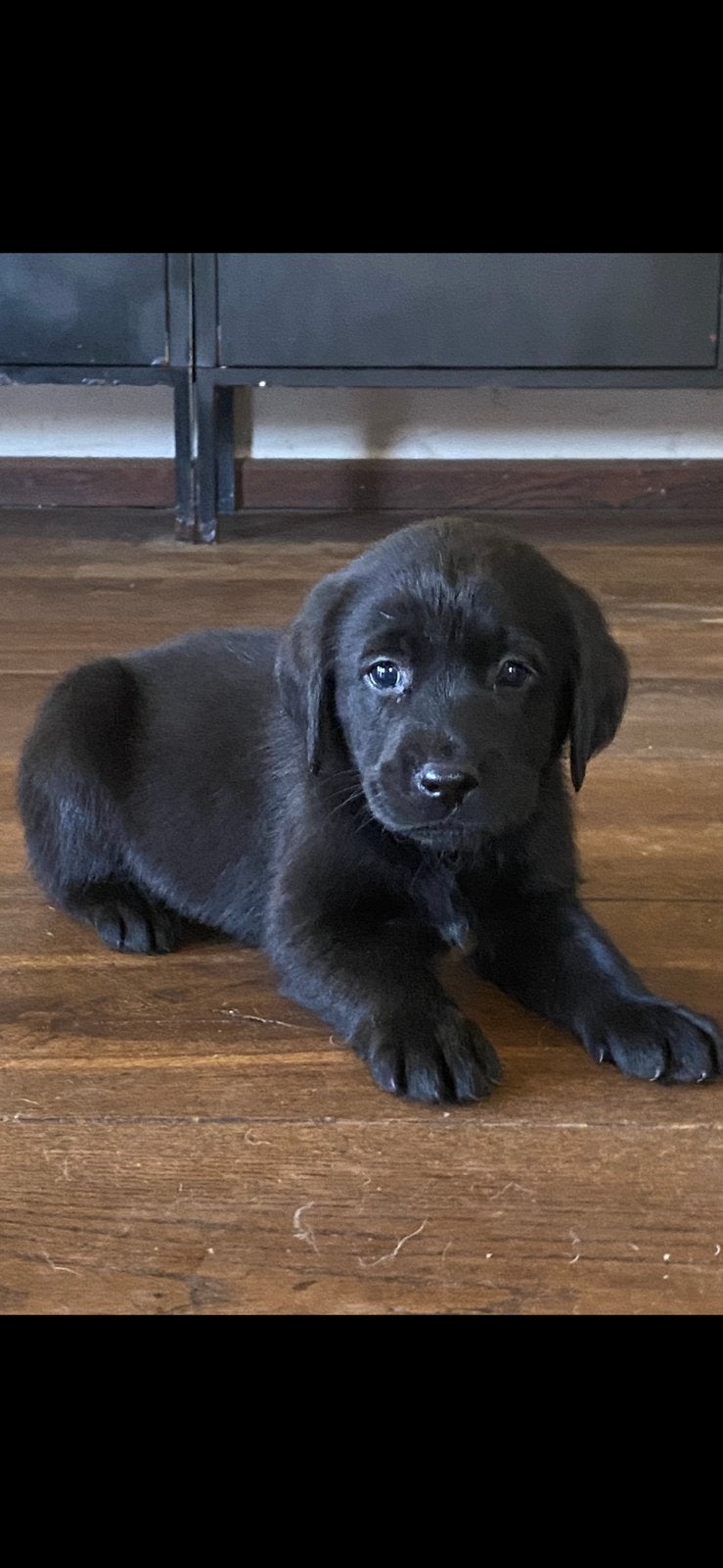 Nog enkele ‼️ Zwarte Labrador pups, Labrador retriever, Meerdere, Meerdere dieren, Nederland