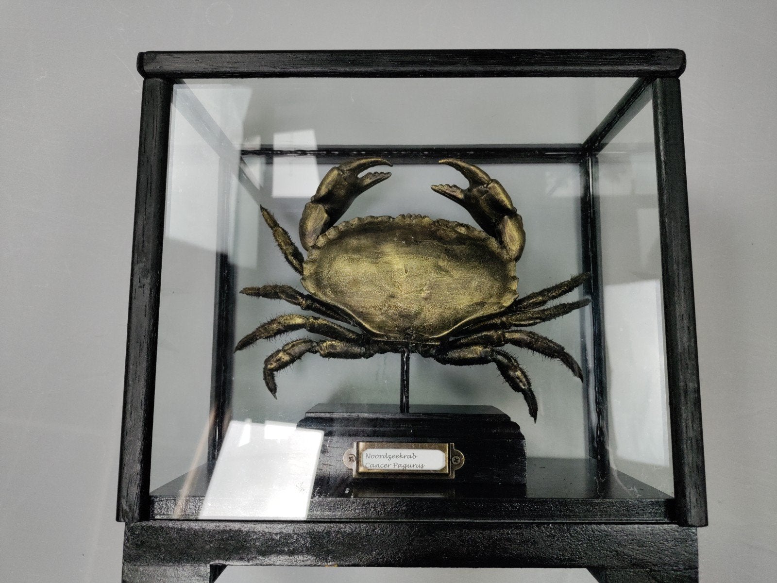 Noordzeekrab (Cancer Pagurus) in glazen vitrine, Verzenden, Nieuw
