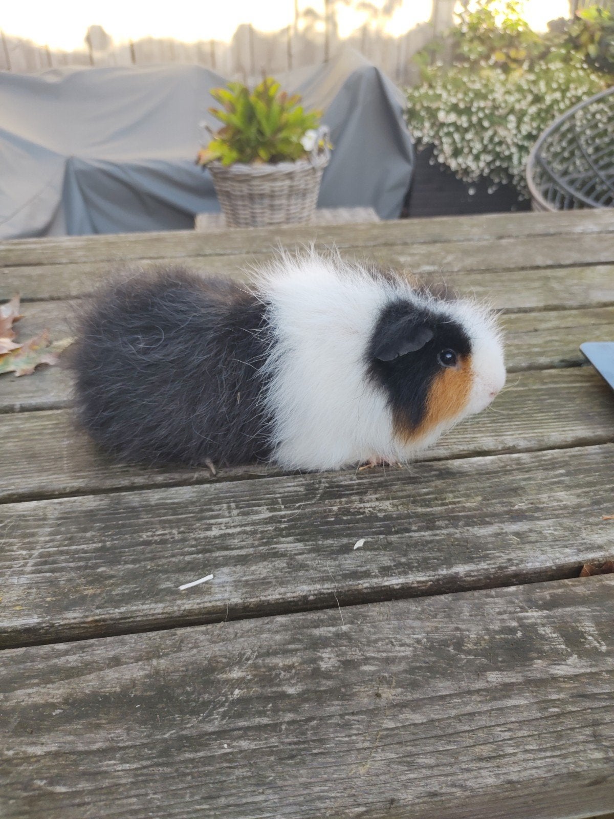 Beertje CH Teddy cavia, driekleurig, volwassen, Cavia, Mannelijk, Januari, Tam