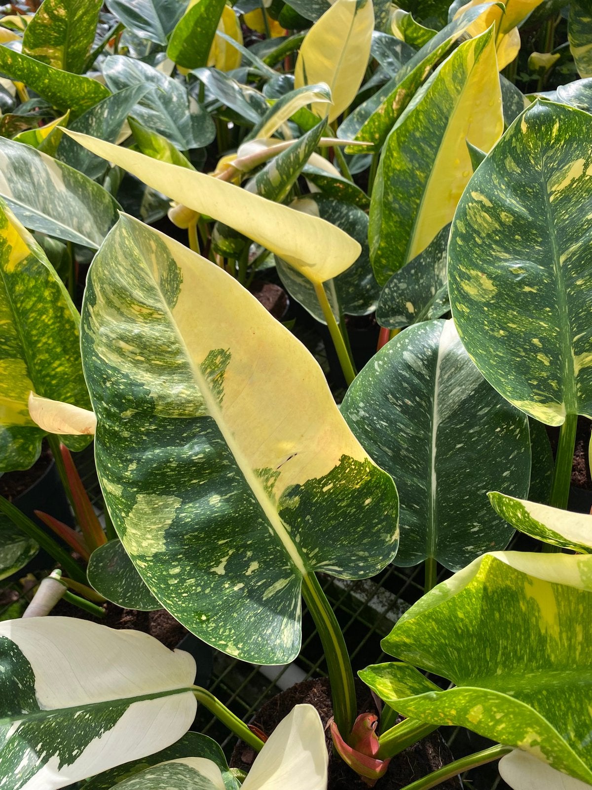 Philodendron Green Congo Variegata, Ophalen of Verzenden, Halfschaduw, Minder dan 100 cm