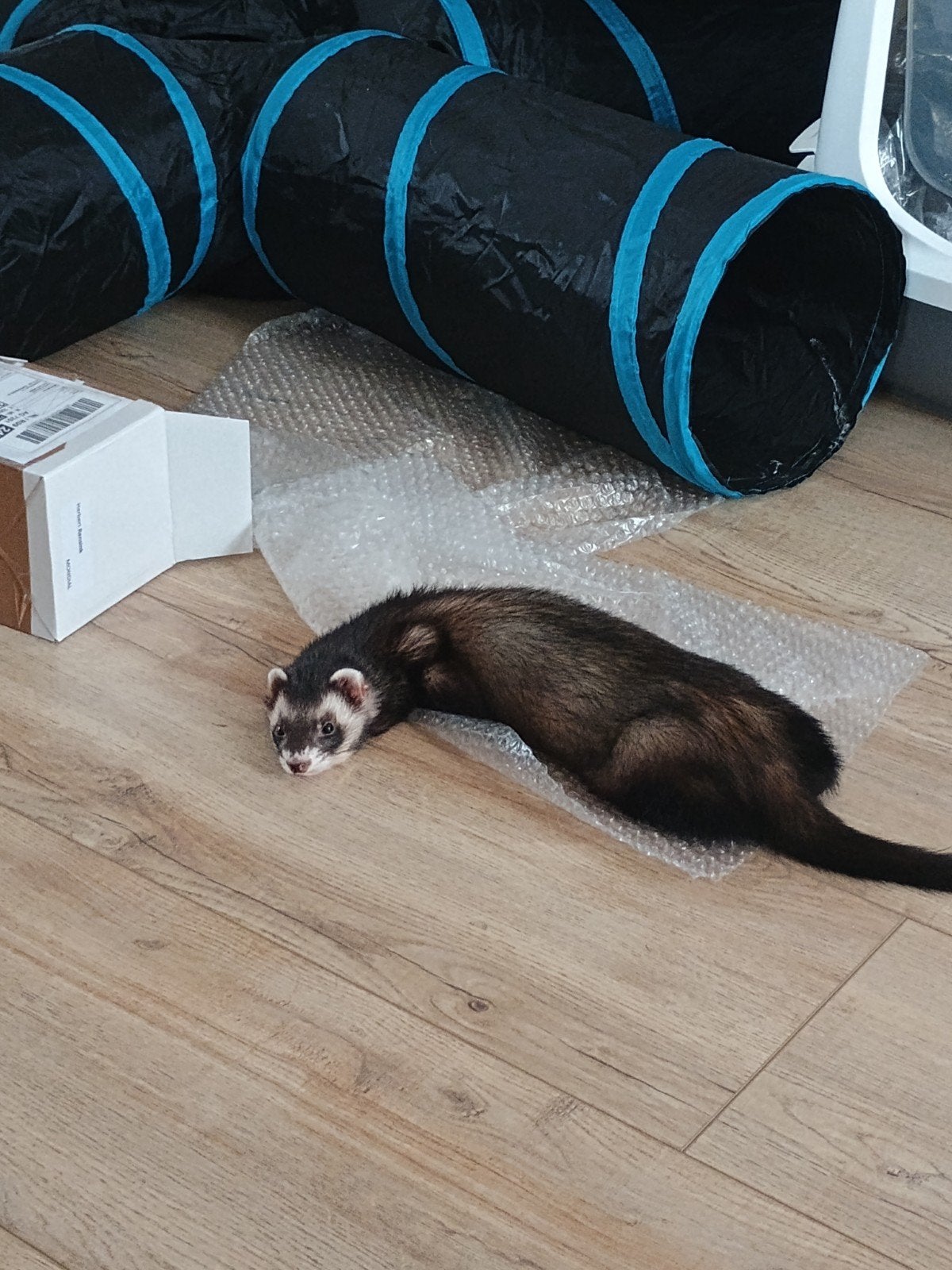 Kennismaking Fret, Dieren en Toebehoren, December, Mannelijk