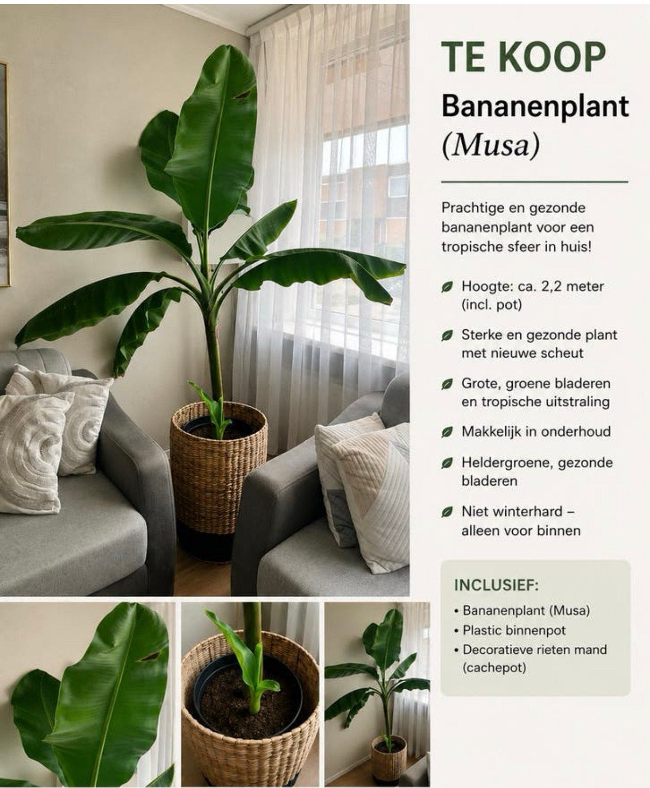 Bananenplant (Musa) met sierpot, Ophalen, Halfschaduw, 200 cm of meer