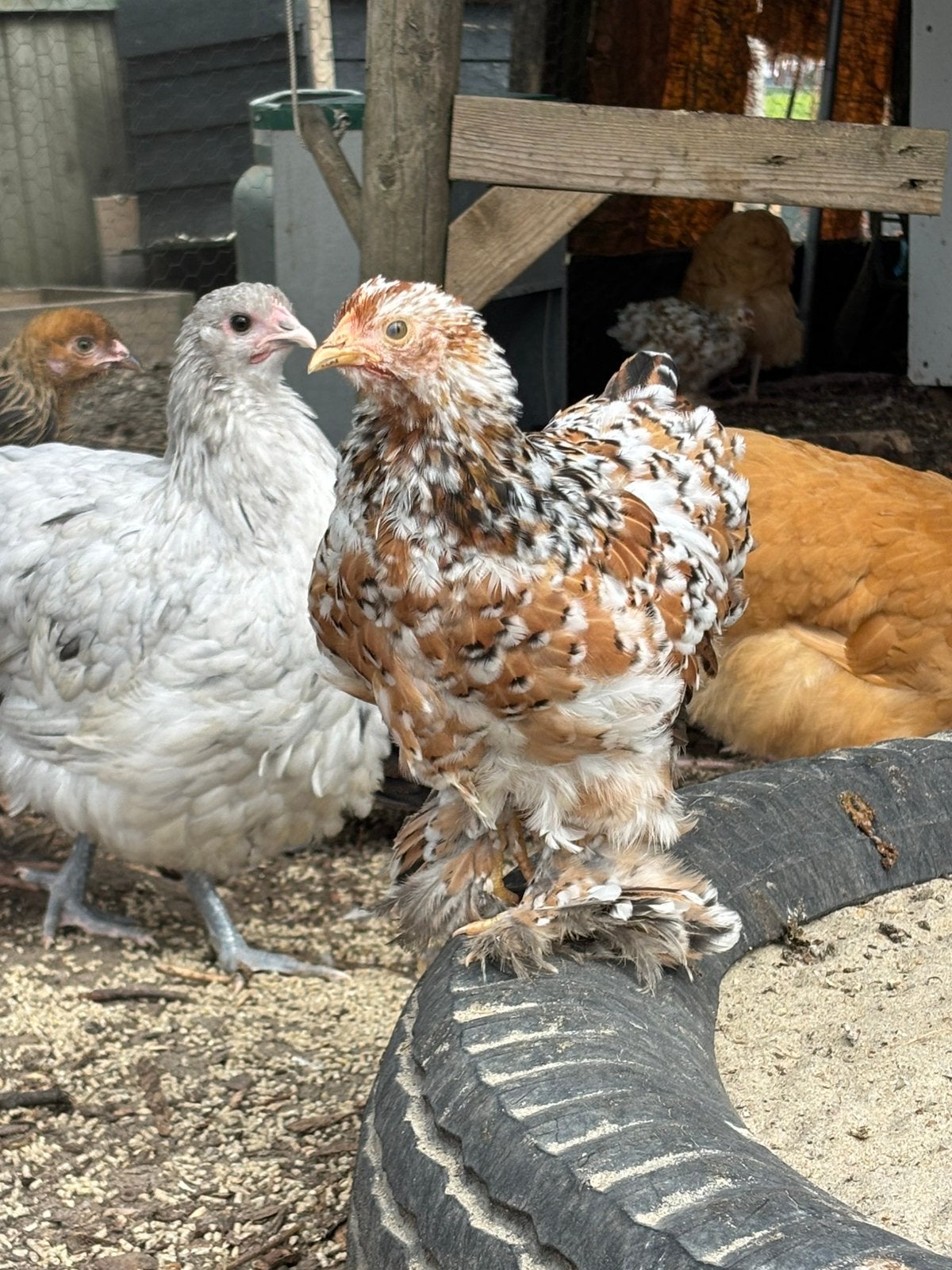 Cochins te koop, Dieren en Toebehoren, Pluimvee, Mannelijk, Kip