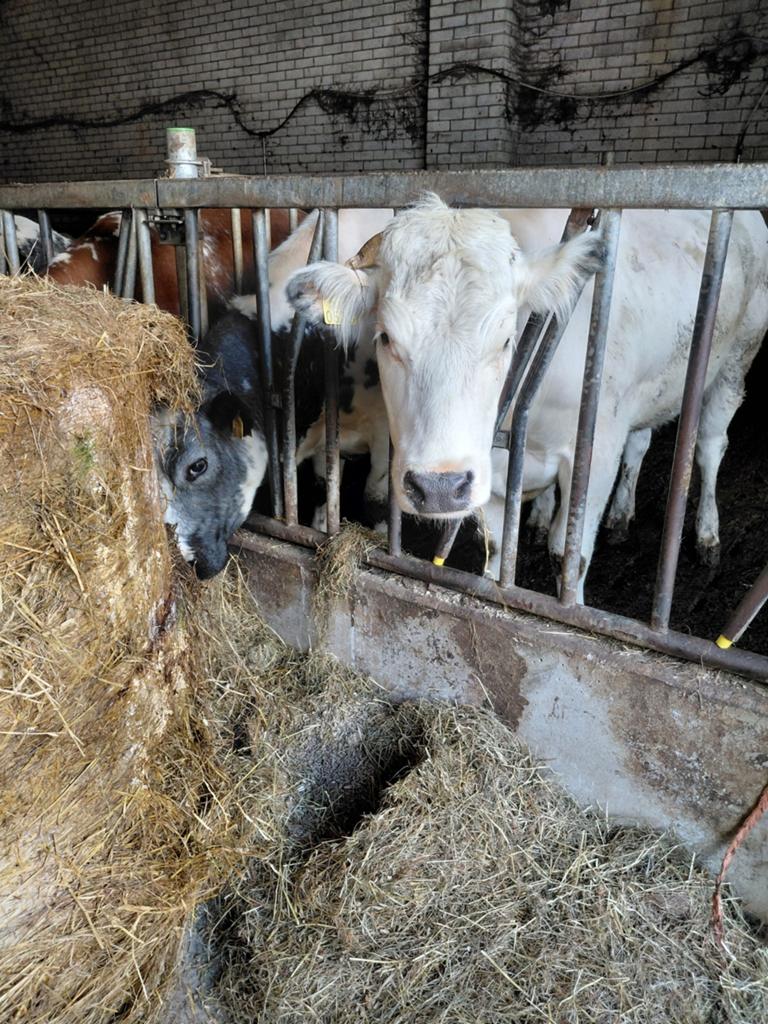 2 dikbil pinken te koop., Dieren en Toebehoren, Runderen, Vrouwelijk