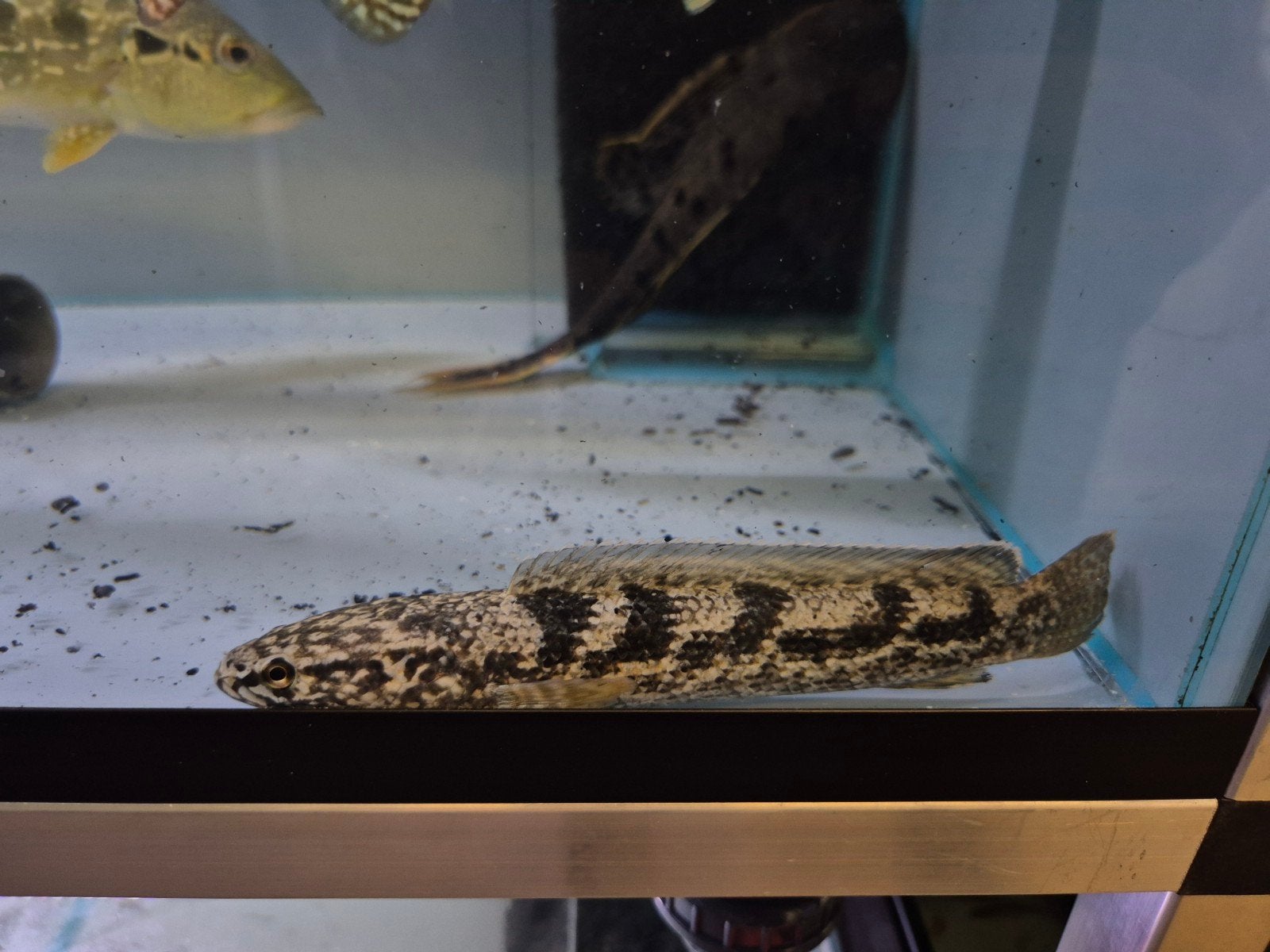 Channa quinquefasciata, Dieren en Toebehoren, Vissen | Aquariumvissen, Vis, Zoetwatervis