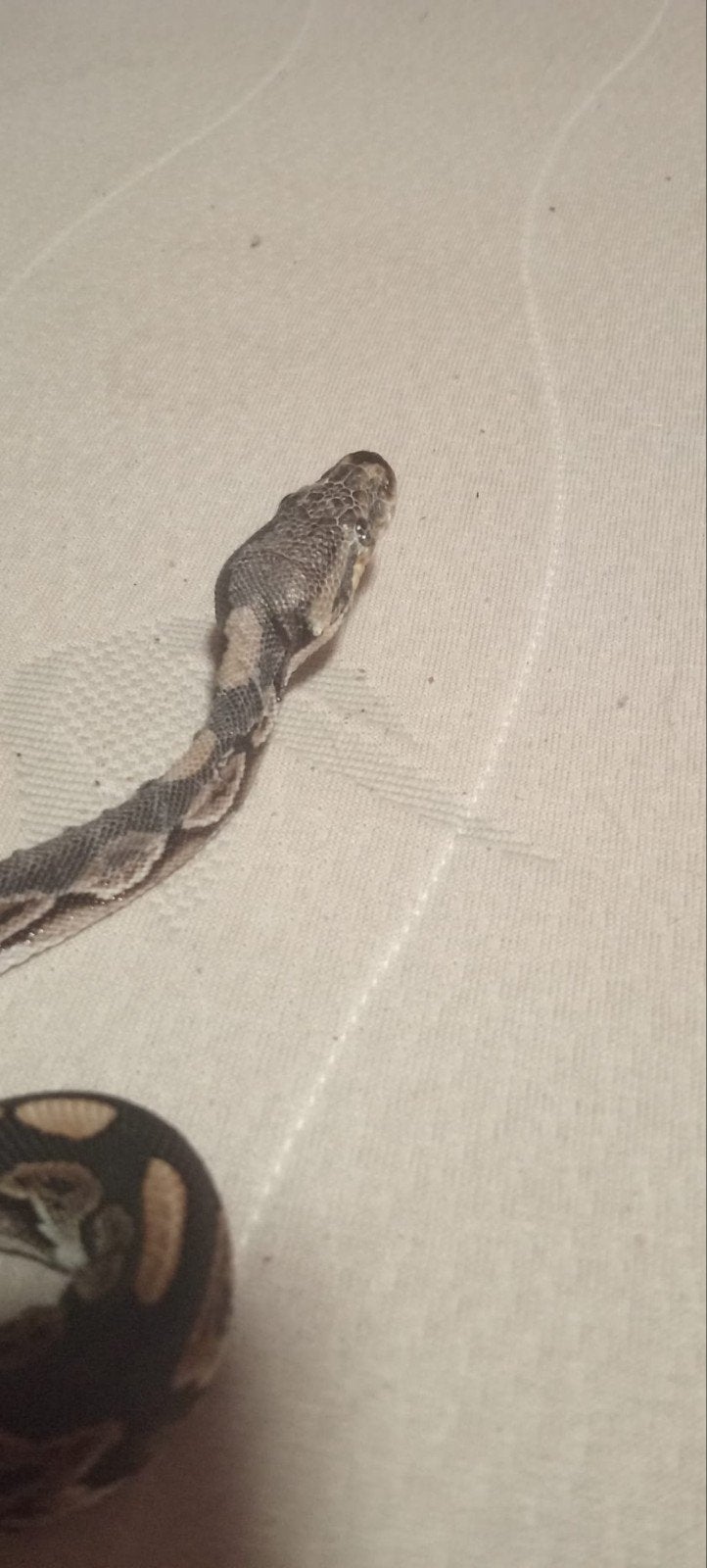 2 ball pythons vrouwtjes Ball Python photo 5
