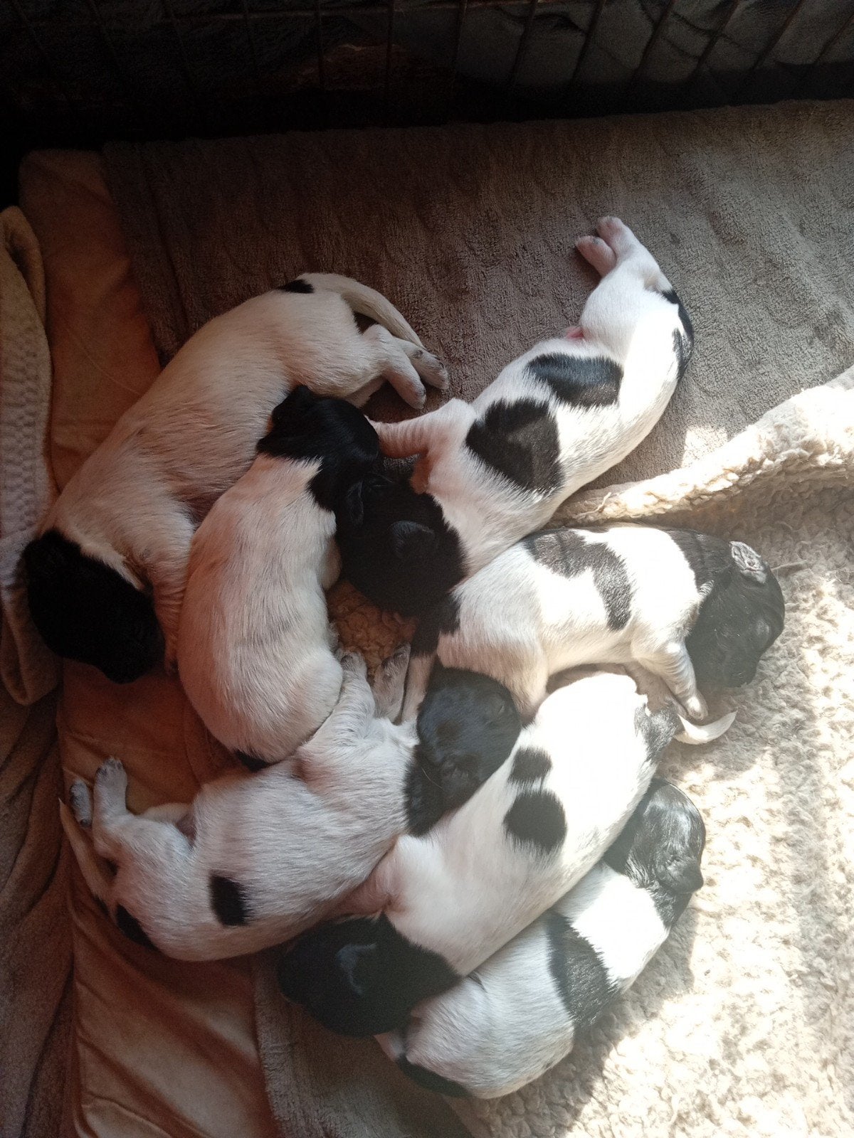 Friese stabij pup / reutje, Overige rassen, 8 tot 15 weken, Meerdere, Meerdere dieren