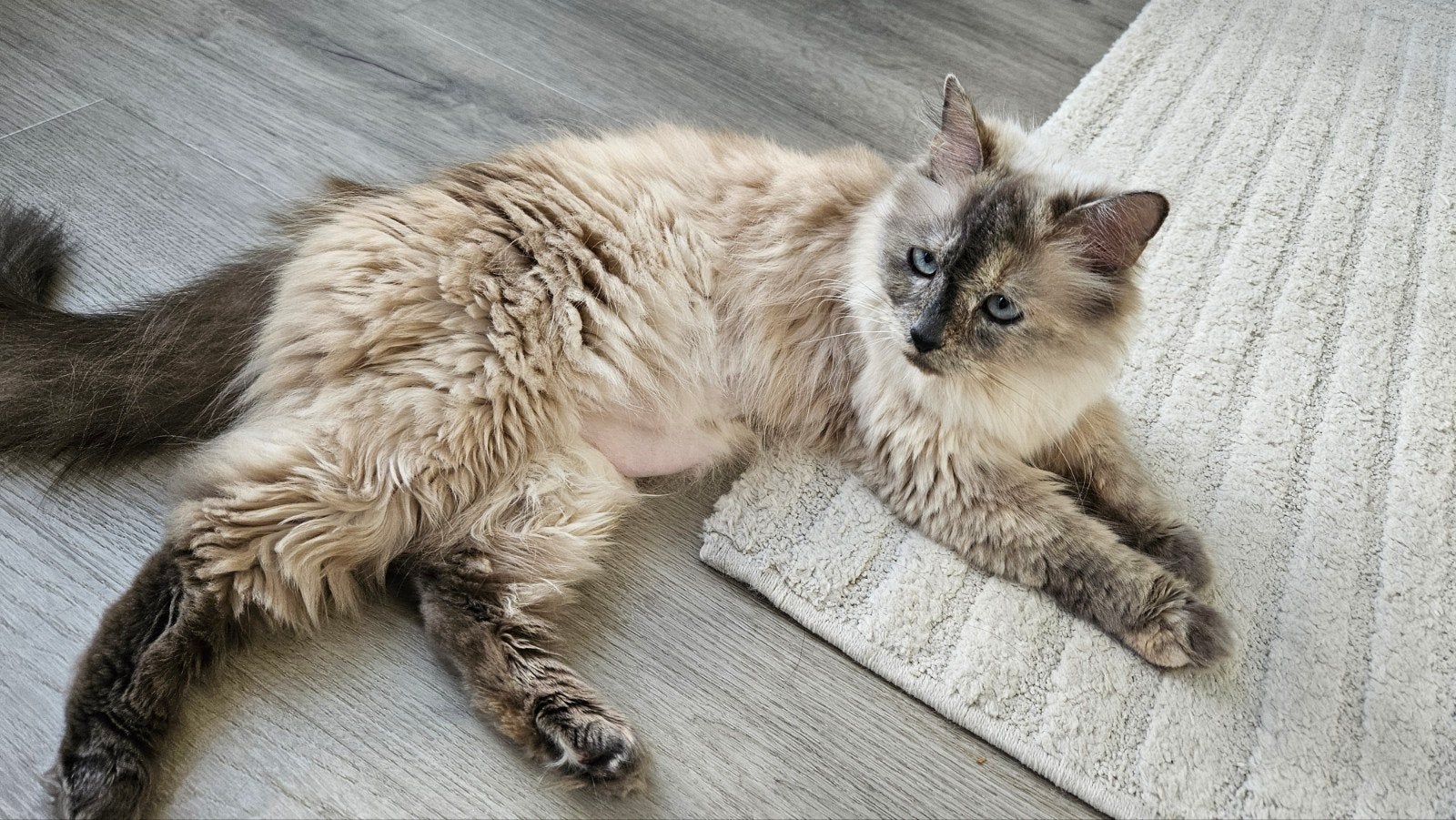 Ragdoll poes te koop – Chanel, Poes, Ontwormd, 3 tot 5 jaar