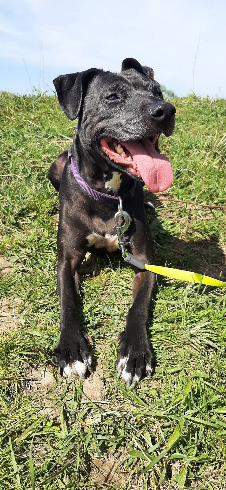 Vrolijke, lieve Ziva zoekt nieuw thuis (spoed), 6 jaar of ouder, Teef, Eén hond, Nederland