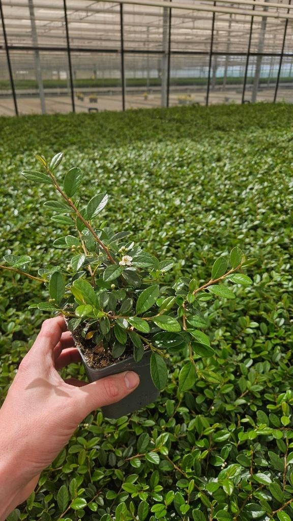 Cotoneaster - Dwergmispel - Coral Beauty - vaste plant, Tuin en Terras, Ophalen of Verzenden, Overige soorten, Struik, Minder dan 100 cm