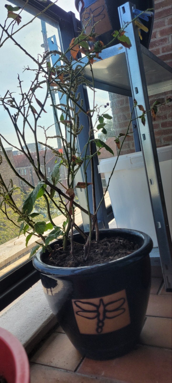 2 stuks blauwe bessen met pot, Bloeit niet, Overige soorten, Minder dan 100 cm, Ophalen